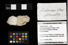 Foto (Objekt + Etiketten) von Eodromites grandis (von Meyer, 1857) 